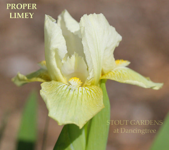 A close-up image of the lemon lime-colored miniature tall bearded iris flower, 'Proper Limey', with white and chartreuse accents, from 'Stout Gardens at Dancingtree'.
