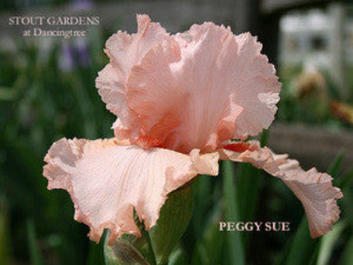 Close-up of tall bearded iris 'PEGGY SUE' showing pink flower with lace at 'Stout Gardens At Dancingtree'.