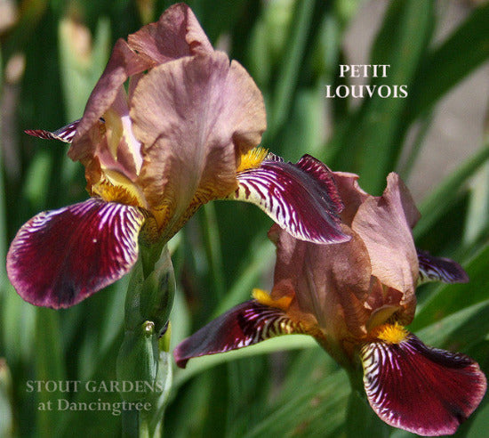 Dark red and mauve miniature tall bearded Iris 'PETIT LOUVOIS' flowers are displayed at 'Stout Gardens At Dancingtree'.