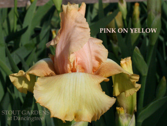 Close-up of 'Pink On Yellow', a pink, yellow and orange tall bearded iris at 'Stout Gardens At Dancingtree'.