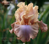 Close-up of tall bearded iris 'Pleasure State', a peach orange over mauve purple flower at 'Stout Gardens At Dancingtree'.