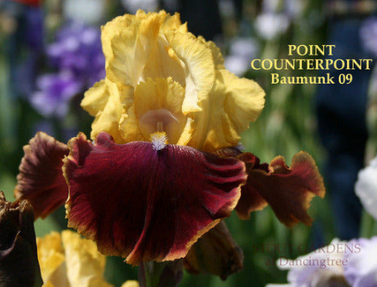 'Point Counterpoint', a yellow over reddish brown tall bearded iris, is shown at 'Stout Gardens At Dancingtree'.