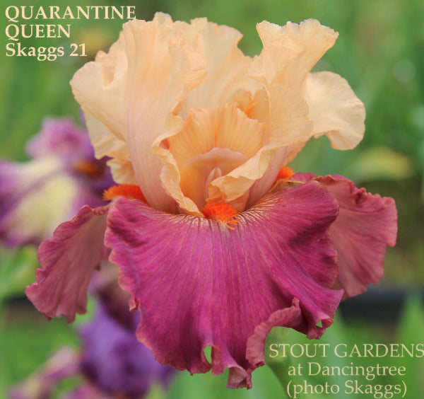 Peach orange over raspberry purple tall bearded iris flower with name 'Quarantine Queen' at 'Stout Gardens at Dancingtree'.