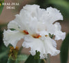 White space-age tall bearded iris flower with orange center on a blurred background, featuring 'Real Zeal Deal' and 'Stout Garden at Dancingtree'.
