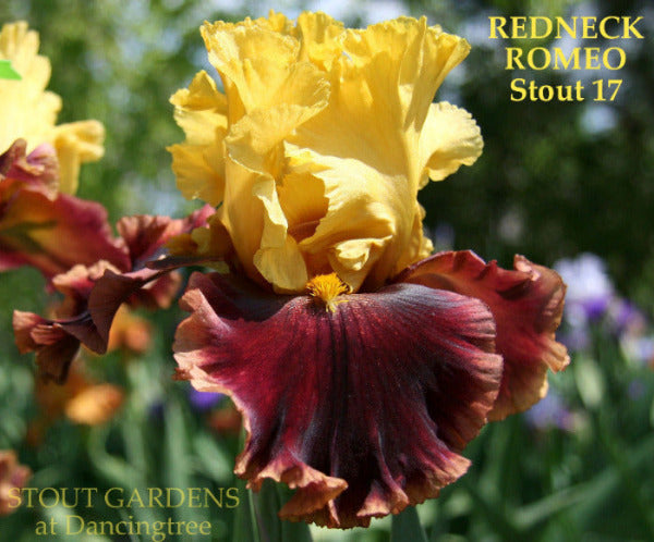 Close-up of Stout's 'Redneck Romeo', a yellow and mahogany red variegata, tall bearded iris at 'Stout Gardens At Dancingtree'.