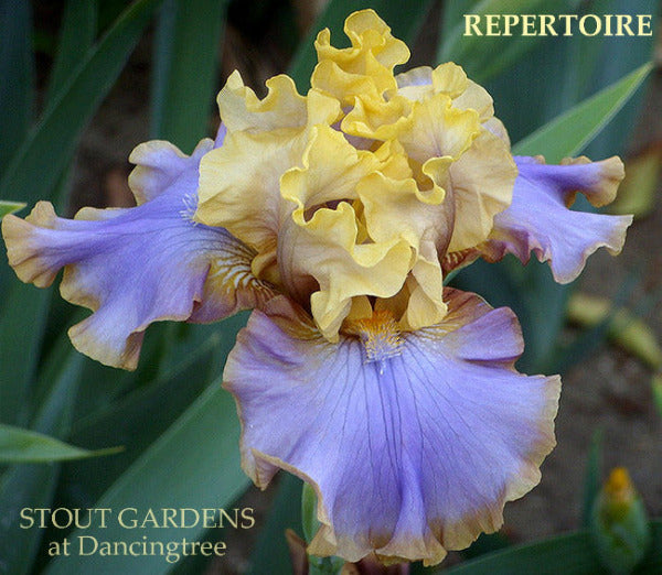 Yellow and violet purple bi-colored tall bearded iris called 'Repertoire' in the garden at 'Stout Gardens at Dancingtree'.