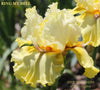Close-up of the tall bearded iris 'Ring My Bell' by Stout, showing a yellow flower with space-age flounces at 'Stout Gardens At Dancingtree'.