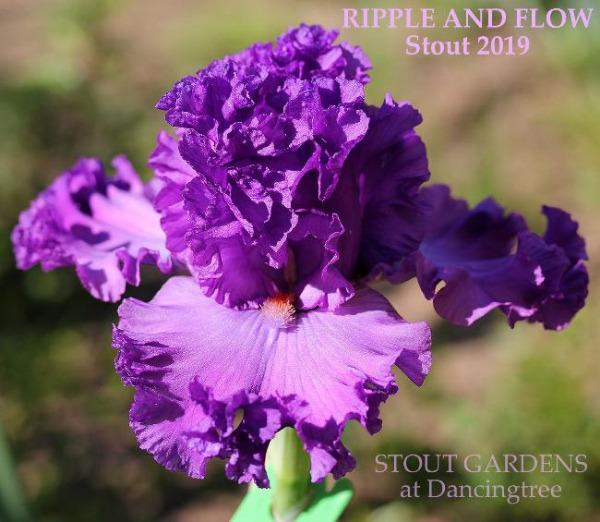 Close-up of the ruffled purple tall bearded iris flower 'Ripple and Flow' by Stout at 'Stout Gardens at Dancingtree'.