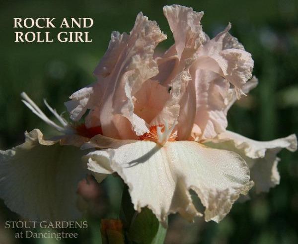 Close-up image of the pink space-age, tall bearded iris, 'Rock and Roll Girl' at 'Stout Gardens at Dancingtree'.