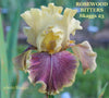 Multicolored iris flower with 'Rosewood Bitters Skaggs 23' text and 'photo Skaggs' credit.