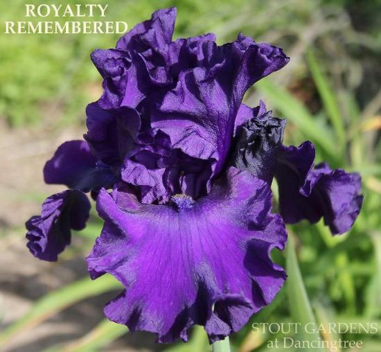 A close-up image of a tall bearded iris flower with rich purple color and ruffled petals, labeled 'Royalty Remembered'. At 'Stout Gardens At Dancingtree'.