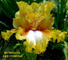 Iris Russians Are Coming