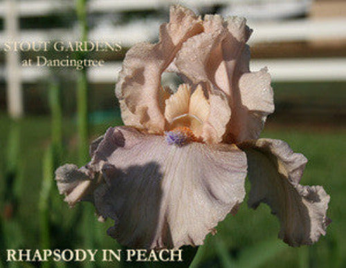 Iris 'RHAPSODY IN PEACH' close-up showing light peach pink flower with space-age horns at 'tout Gardens At Dancingtree'.