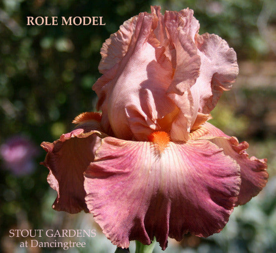 Tall bearded Iris 'ROLE MODEL', with pink, rose red colors is displayed at 'Stout Gardens At Dancingtree'.