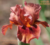 Red intermediate iris flower with 'Safari Sunrise' branding and 'Stout Gardens at Dancingtree' text.