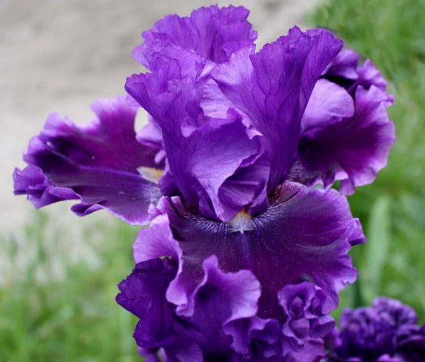 Close-up of a vibrant purple tall bearded iris flower called 'Serena Louisa' with a blurred green background