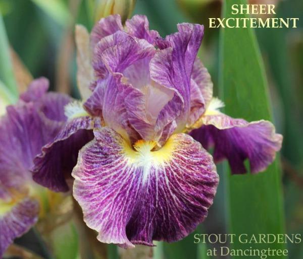 Iris Sheer Excitement