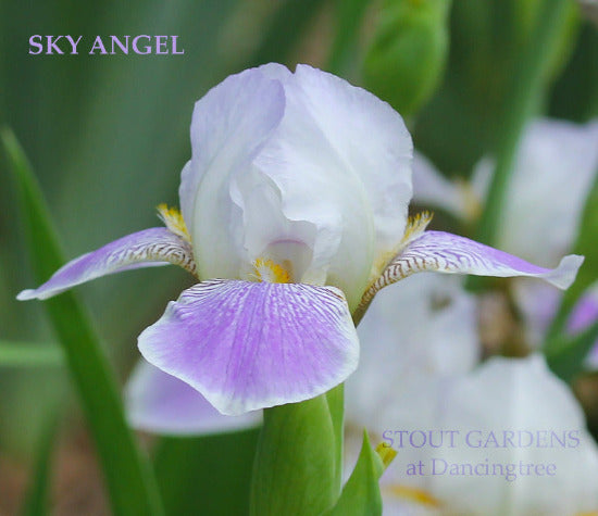 Miniature tall bearded iris 'Sky Angel' close-up showing white and lilac purple flower at 'Stout Gardens At Dancingtree'.