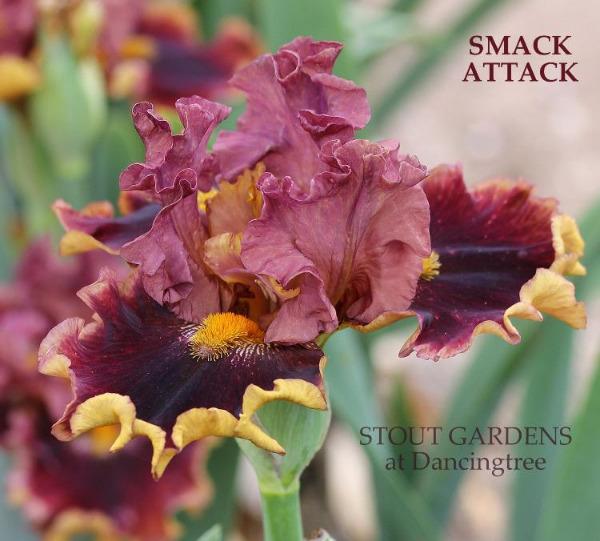 A close-up image of a tall bearded iris flower with dark red falls and a yellow backside, labeled 'SMACK ATTACK' and 'Stout Gardens at Dancingtree'.