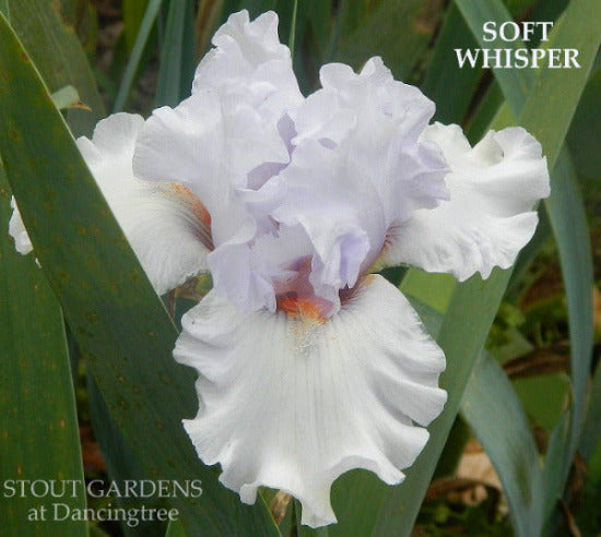 White tall bearded iris flower labeled 'Soft Whisper' at 'Stout Gardens at Dancingtree'.