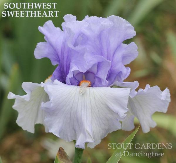 Light purple and white iris flower with 'Southwest Sweetheart' text and 'Stout Gardens at Dancingtree' branding.