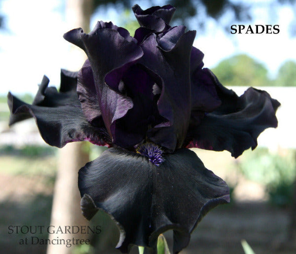 Black tall bearded iris flower 'Spades'  is displayed with blurred garden background at 'Stout Gardens At Dancingtree'.