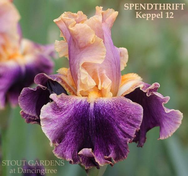 Close-up of a purple and orange tall bearded iris flower with luminata pattern called  'Spendthrift' at 'Stout Gardens At Dancingtree'.