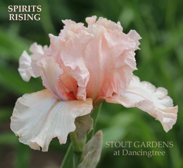 Pink tall bearded iris flower called 'Spirits Rising' at 'Stout Gardens at Dancingtree'.