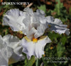 White tall bearded iris flower with a yellow beardin a garden setting, featuring the text 'Spoken Softly' and 'Stout Gardens at Dancingtree'.