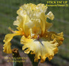 Yellow space-age, tall bearded iris called 'Stick Em Up' featuring purple horns at 'Stout Gardens At Dancingtree'.