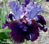 Purple bi-tone tall bearded iris flower with text 'STIFLE YOURSELF' in the corner. Space-age iris.