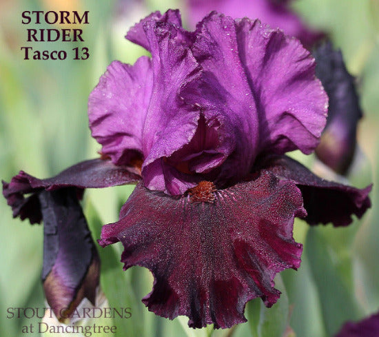 Purple bi-tone,  tall bearded iris called 'Storm Rider' on display at 'Stout Gardens At Dancingtree'.