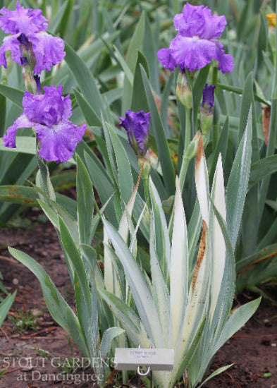 'Strip Tease' is shown with purple iris flowers with variegated leaves at 'tout Gardens At Dancingtree'.
