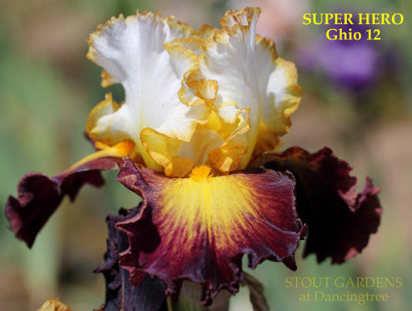 Tall bearded iris flower with maroon and yellow petals labeled 'Super Hero' by Ghio from 'Stout Gardens at Dancingtree'.