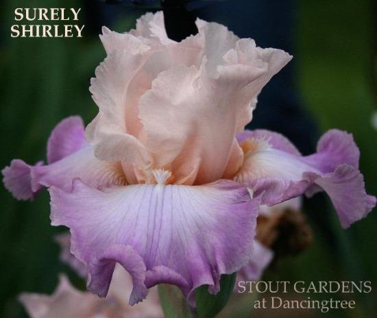 Photo of 'Surely Shirley', a tall bearded iris with pink and purple flowers at 'Stout Gardens At Dancingtree'.