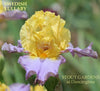 Yellow and purple tall bearded iris flower with 'Swedish Lullaby' and 'Stout Gardens at Dancingtree' text.