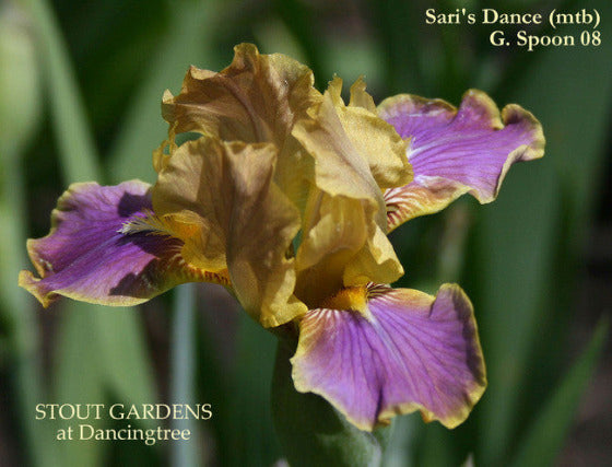 Miniature tall bearded Iris 'SARI'S DANCE', a purple and gold flower, at 'Stout Gardens At Dancingtree'.