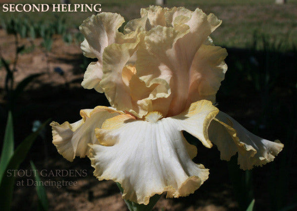 Iris 'SECOND HELPING' close-up showing white and pale yellow tall bearded iris flower at 'Stout Gardens At Dancingtree'.