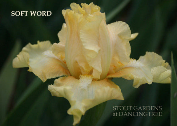 Iris SOFT WORD
