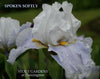 White and light blue tall bearded iris flower with water droplets on it, featuring 'Spoken Softly' at 'Stout Gardens at Dancingtree'.