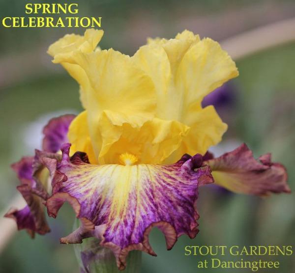 Yellow and purple tall bearded iris flower with 'Spring Celebration' text and 'Stout Gardens at Dancingtree' branding.