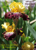 Yellow and burgundy tall bearded, space-age  iris flowers called 'SPYNET' by Stout  at 'Stout Gardens at Dancingtree'.