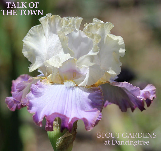 Iris Talk Of The Town