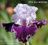 Purple and white tall bearded iris flower 'TEN ALL ROUND' on a blurred green background at 'Stout Gardens At Dancingtree'.