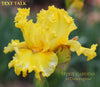 Yellow space-age, tall bearded iris flower 'Text Talk' at 'Stout Gardens at Dancingtree'.