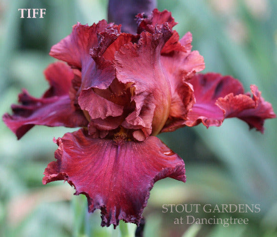A close-up image of 'Tiff', a tall bearded iris flower with red standards and falls at 'Stout Gardens At Dancingtree'.