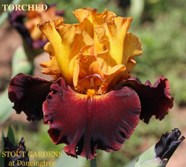 Gold and maroon red tall bearded iris flower called 'Torched' at' Stout Gardens at Dancingtree'.