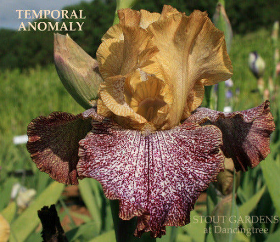 Close-up of tall bearded iris 'TEMPORAL ANOMALY' showing brass gold tops over white falls, heavily peppered in maroon purple. Seen at 'Stout Gardens At Dancingtree'.