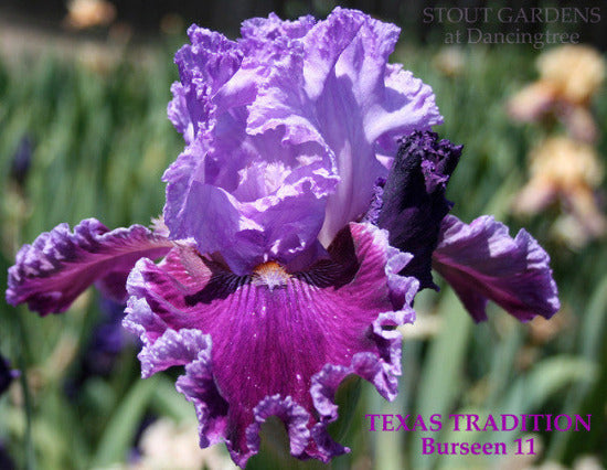 light and dark purple bi-toned, tall bearded iris called 'Texas Tradition' at 'Stout Gardens At Dancingtree'.