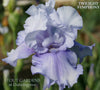 Close-up of the light violet purple tall bearded iris flower 'Twilight Symphony' at 'Stout Gardens at Dancingtree'.